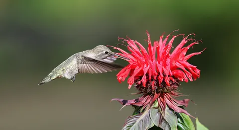 Hummingbird 4K Wallpaper · animals · 3840×2094
