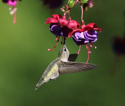 Fond d'écran Colibri 4K · animals · 3840×3252