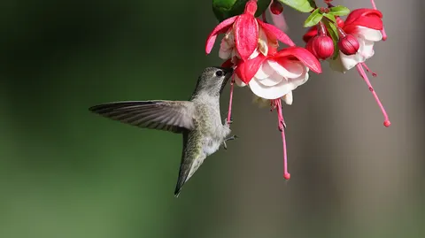 Hummingbird 4K Wallpaper · animals · 3840×2156