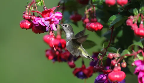 Hummingbird 4K Wallpaper · animals · 3840×2216