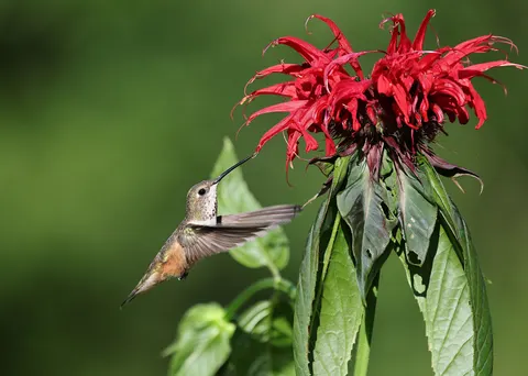 Hummingbird 4K Wallpaper · animals · 3840×2738