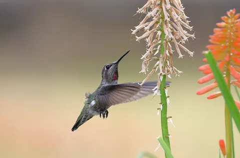 Hummingbird 4K Wallpaper · animals · 3840×2536