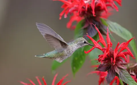 Hummingbird 4K Wallpaper · animals · 3840×2398