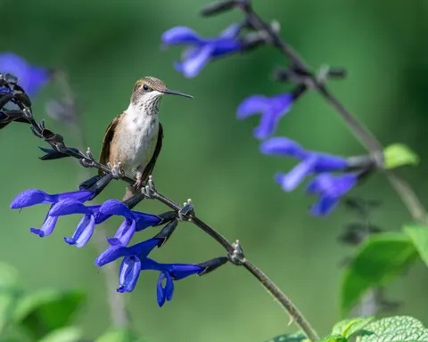 Hummingbird 4K Wallpaper · animals · 3840×3072