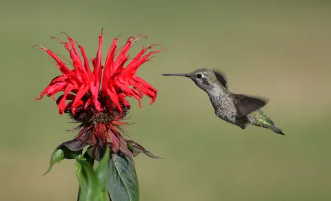 Hummingbird 4K Wallpaper · animals · 3840×2334