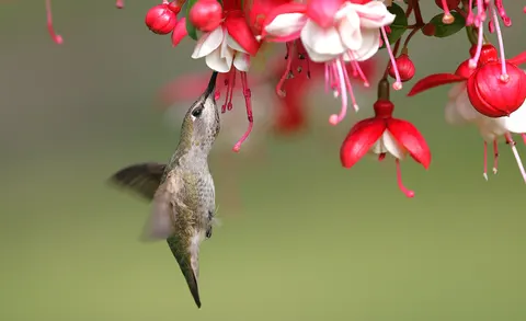 Fond d'écran Colibri 4K · animals · 3840×2343