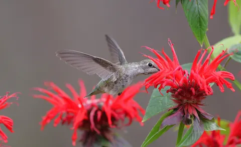 Hummingbird 4K Wallpaper · animals · 3840×2359