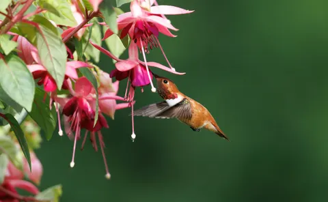 Hummingbird 4K Wallpaper · animals · 3840×2369