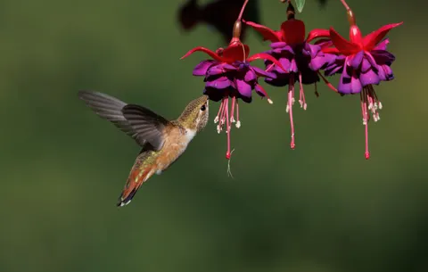 Kolibri 4K Hintergrundbild · animals · 3840×2440