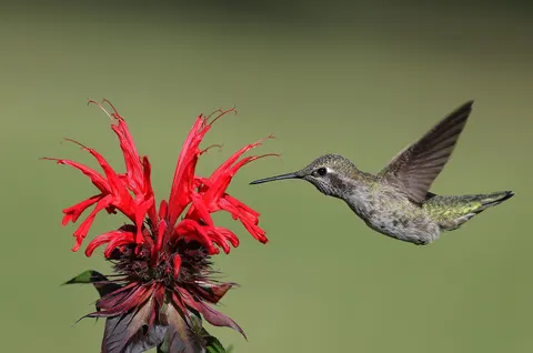 Hummingbird 4K Wallpaper · animals · 3840×2547