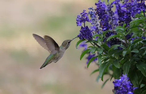 Hummingbird 4K Wallpaper · animals · 3840×2472