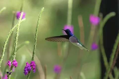 Hummingbird 4K Wallpaper · animals · 3840×2552