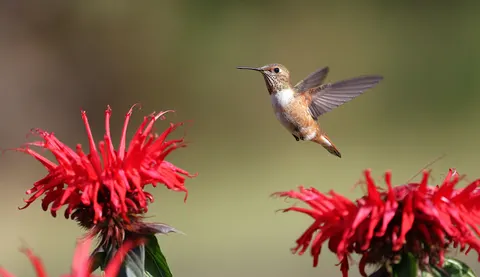 Hummingbird 4K Wallpaper · animals · 3840×2214
