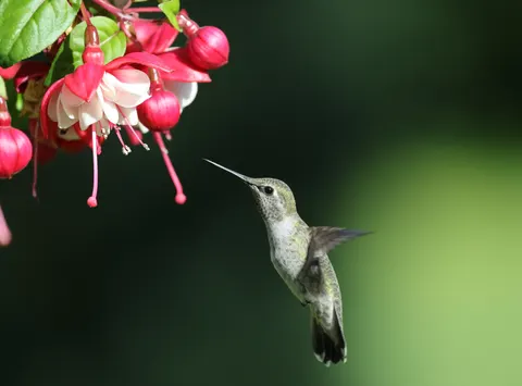 Hummingbird 4K Wallpaper · animals · 3840×2837