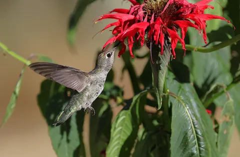 Hummingbird 4K Wallpaper · animals · 3840×2498