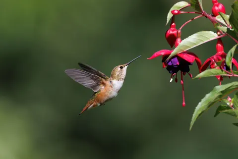 خلفية طائر طنان بدقة 4K · animals · 3840×2569