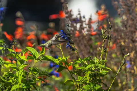 Hummingbird 4K Wallpaper · animals · 3840×2560
