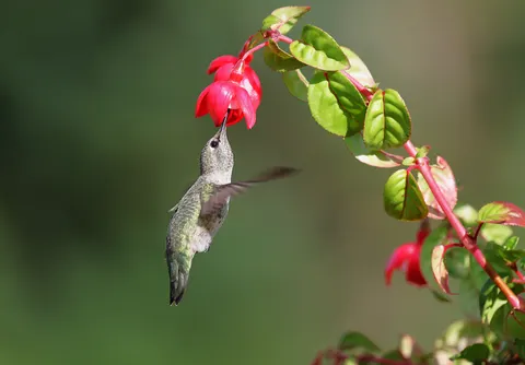 Hummingbird 4K Wallpaper · animals · 3840×2670