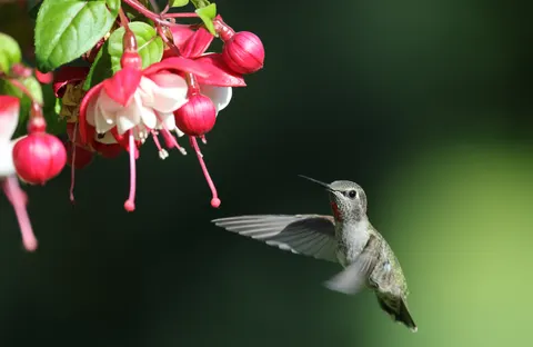 Hummingbird 4K Wallpaper · animals · 3840×2497