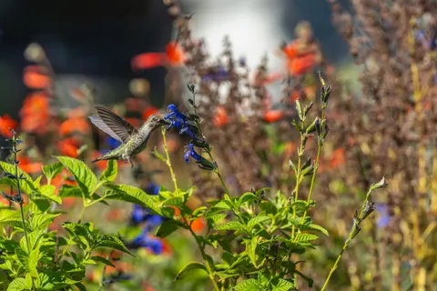 Hummingbird 4K Wallpaper · animals · 3840×2560