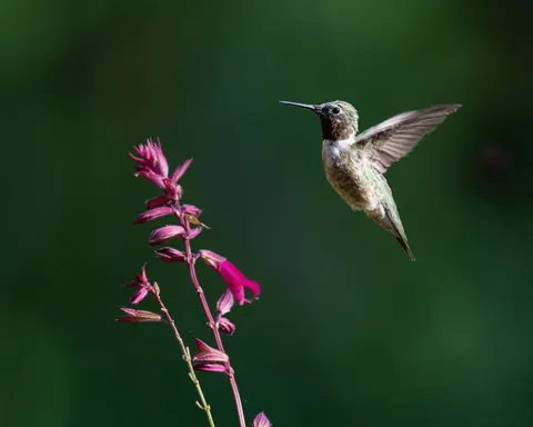 Hummingbird 4K Wallpaper · animals · 3840×3072