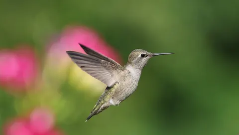 Hummingbird 4K Wallpaper · animals · 3840×2168