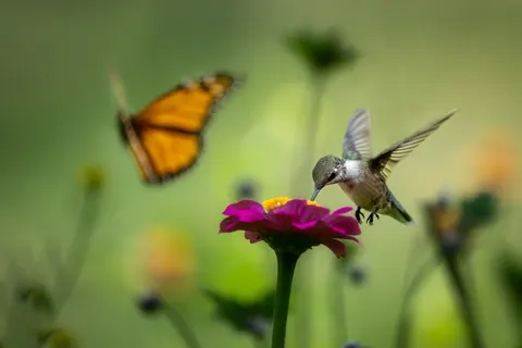 Hummingbird 4K Wallpaper · animals · 3840×2560