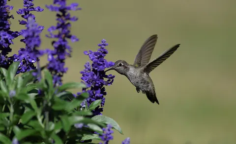 Hummingbird 4K Wallpaper · animals · 3840×2350