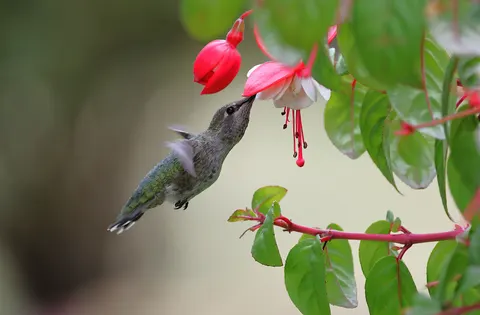 Hummingbird 4K Wallpaper · animals · 3840×2520