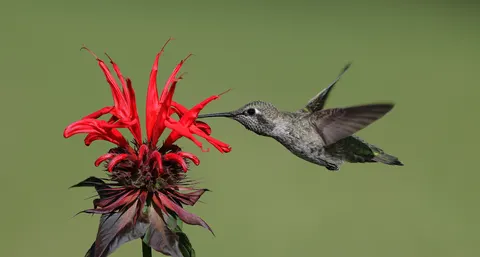 Hummingbird 4K Wallpaper · animals · 3840×2058