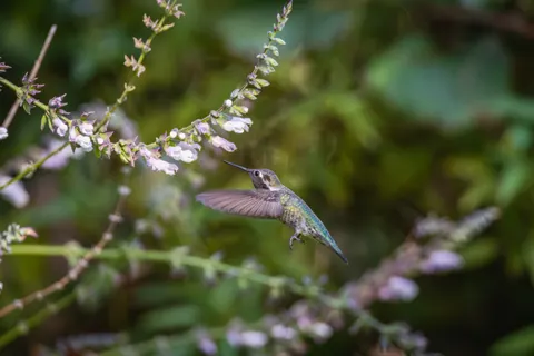Kolibri 4K Hintergrundbild · animals · 3840×2560