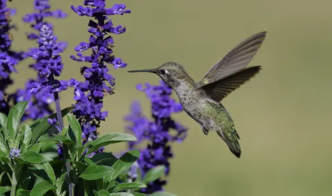Hummingbird 4K Wallpaper · animals · 3840×2274