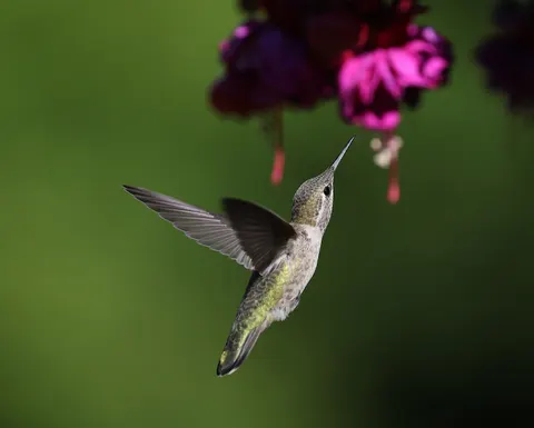 Hummingbird 4K Wallpaper · animals · 3840×3080