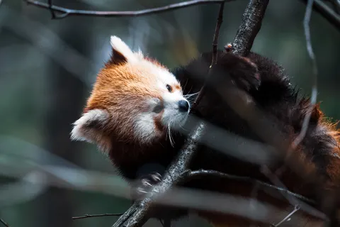 Red Panda 4K Wallpaper · animals · 3840×2560