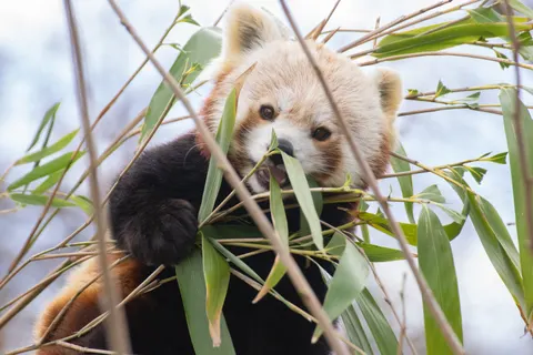 Red Panda 4K Wallpaper · animals · 3840×2560