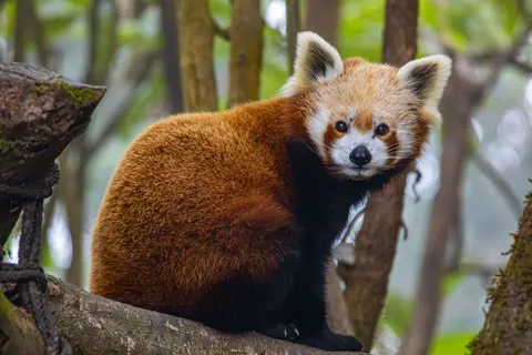 Red Panda 4K Wallpaper · animals · 3840×2560