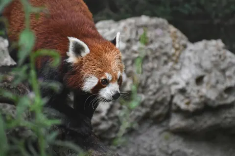 Red Panda 4K Wallpaper · animals · 3840×2560