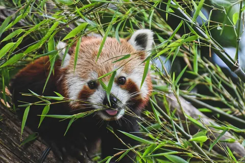Red Panda 4K Wallpaper · animals · 3840×2560