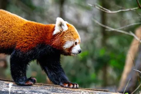 Red Panda 4K Wallpaper · animals · 3840×2560