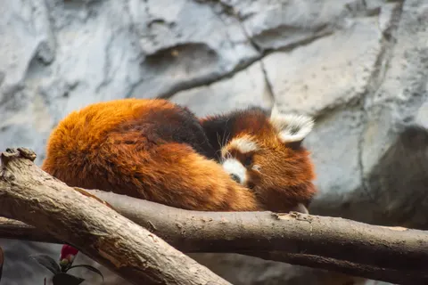 Red Panda 4K Wallpaper · animals · 3840×2563