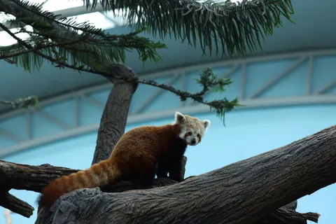 Red Panda 4K Wallpaper · animals · 3840×2561