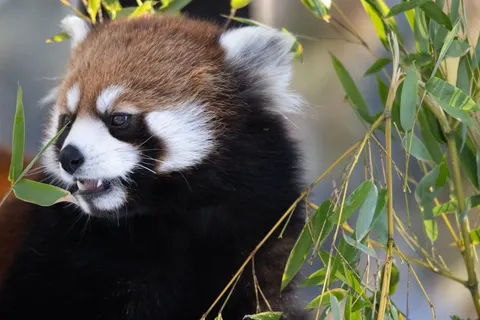 Red Panda 4K Wallpaper · animals · 3840×2561