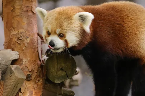 Red Panda 4K Wallpaper · animals · 3840×2561