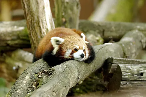 Red Panda 4K Wallpaper · animals · 3840×2560