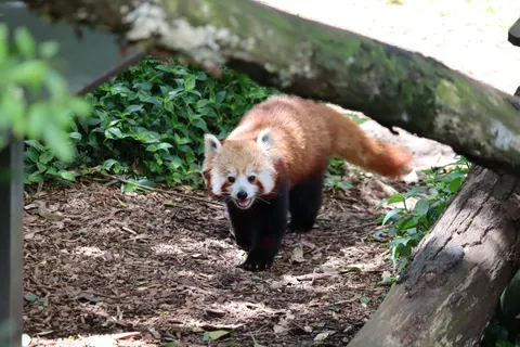 Red Panda 4K Wallpaper · animals · 3840×2560