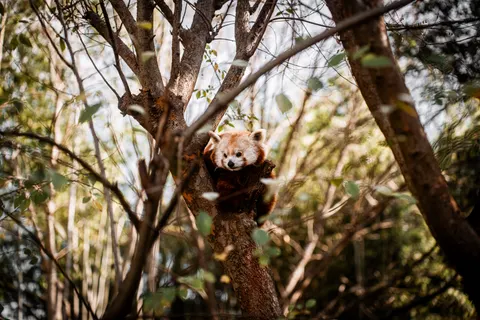 Red Panda 4K Wallpaper · animals · 3840×2560