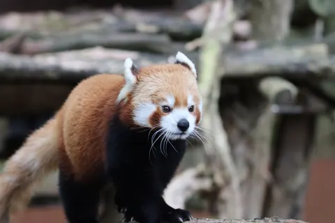 Red Panda 4K Wallpaper · animals · 3840×2560