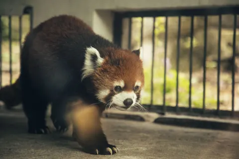 Red Panda 4K Wallpaper · animals · 3840×2560
