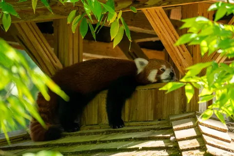 Red Panda 4K Wallpaper · animals · 3840×2560