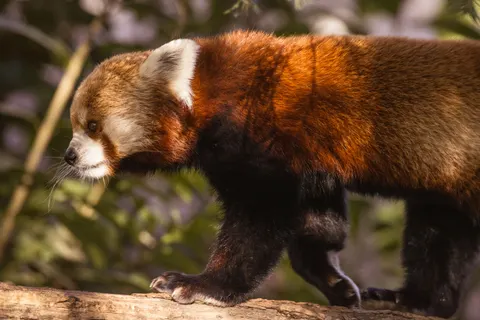 Red Panda 4K Wallpaper · animals · 3840×2561